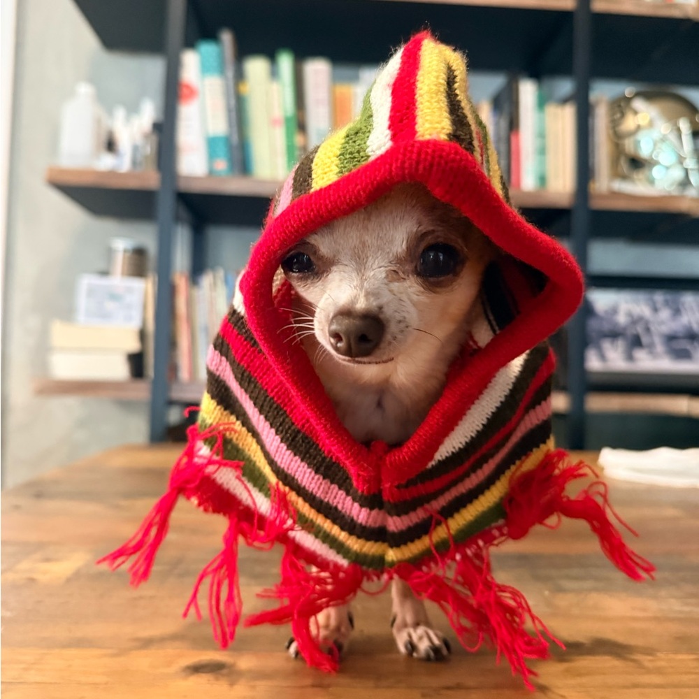 🌈 XS Colorful Striped Knit Dog Poncho with Hood & Fringe